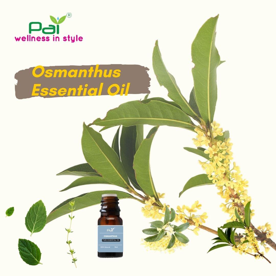 PAI Wholesale Bulk Essential Oil Osmanthus